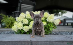 French Bulldog dogs for sale: Remi - Image 11