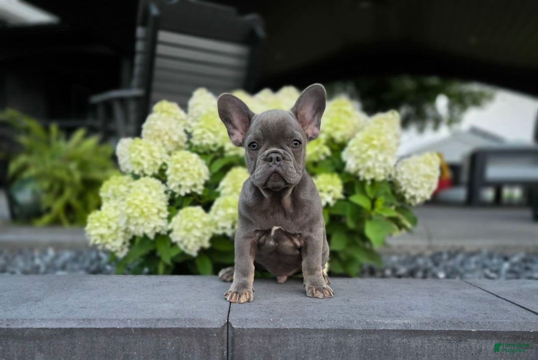 French Bulldog dogs for sale: Remi - Image 11
