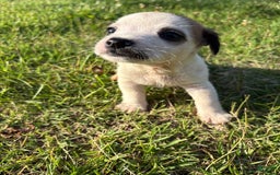 Jack Russell Terrier dogs for sale: Rocky - Image 1