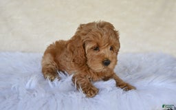 Cockapoo dogs for sale: Cockapoo 5 puppies - Image 22