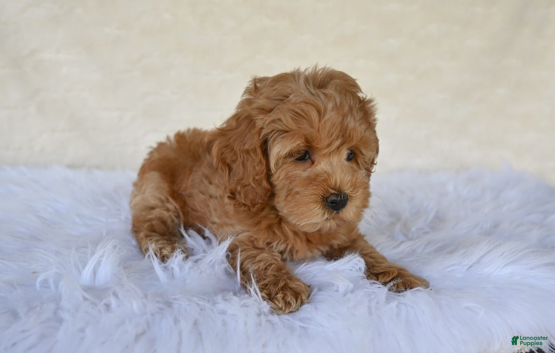 Cockapoo dogs for sale: Cockapoo 5 puppies - Image 22