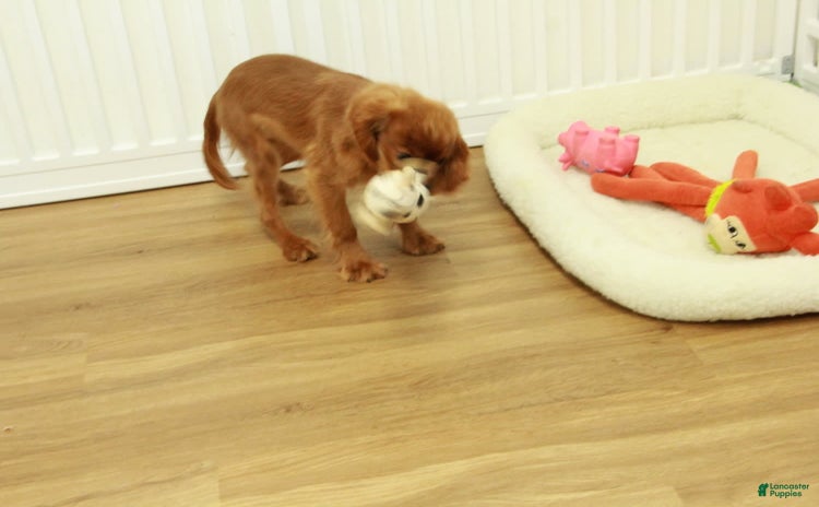 Cavalier King Charles Spaniel dogs for sale - Ad 3