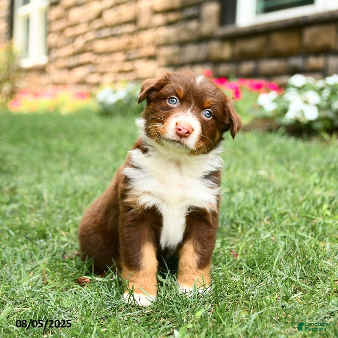 Australian Shepherd dogs for sale: Mauve - Image 1