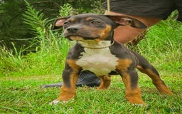American Bully dogs for sale: Red Collar - Image 6