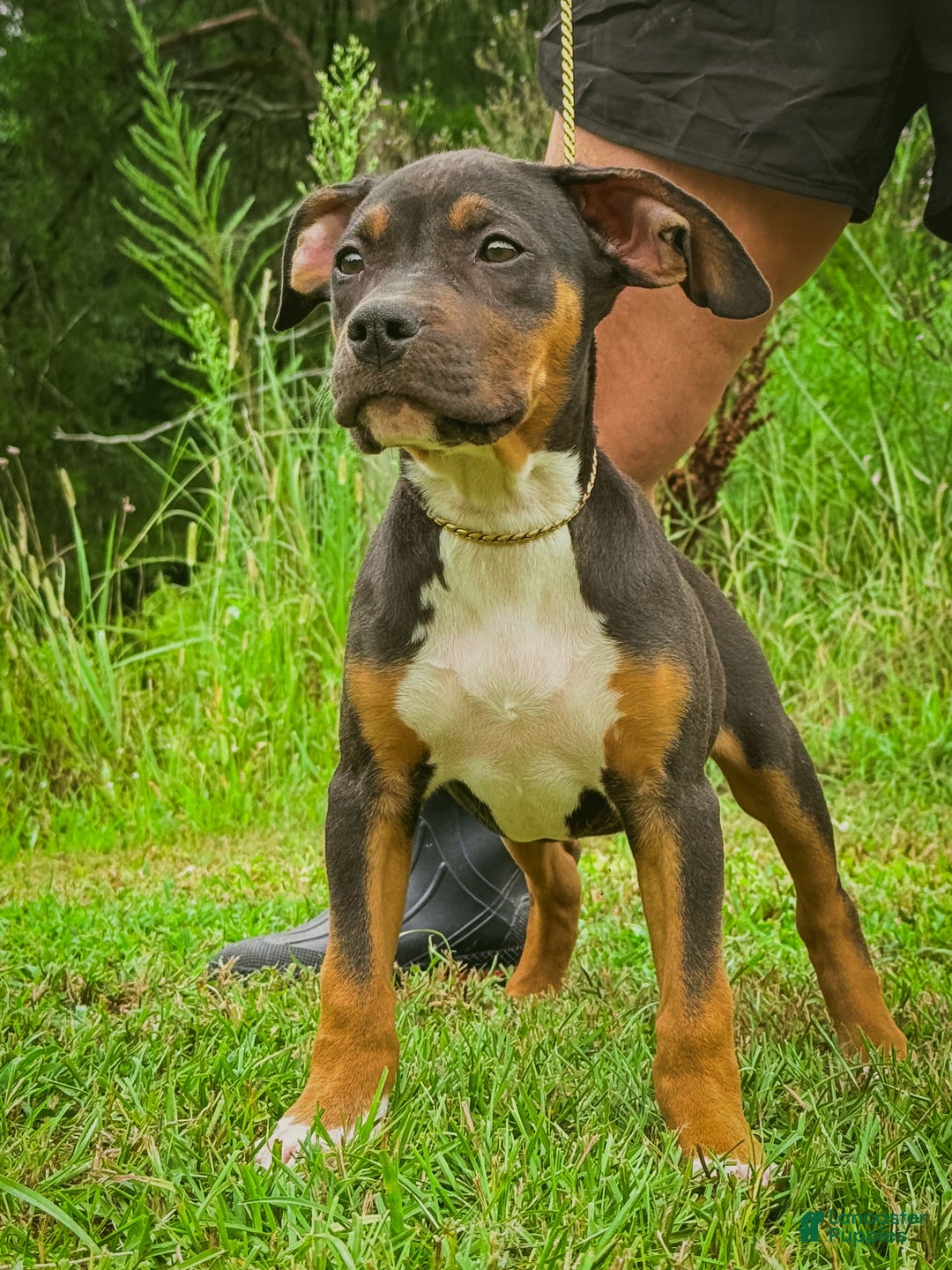 American Bully dogs for sale: Red Collar - Image 6