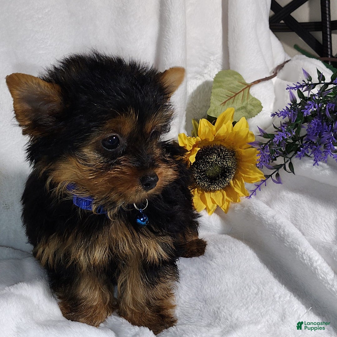 Yorkshire Terrier dogs for sale: Shep - Image 10
