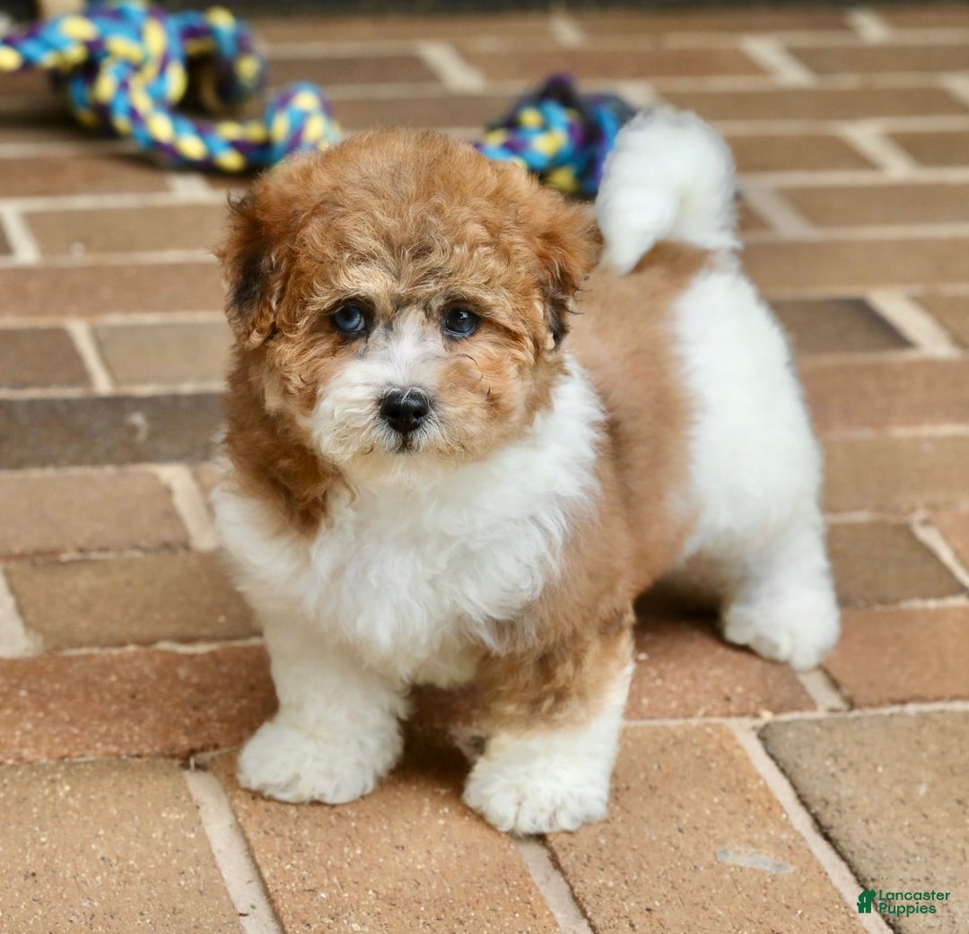 Shihpoo dogs for sale: Sophie - Image 5