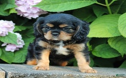 Cavalier King Charles Spaniel dogs for sale: Winston - Image 3