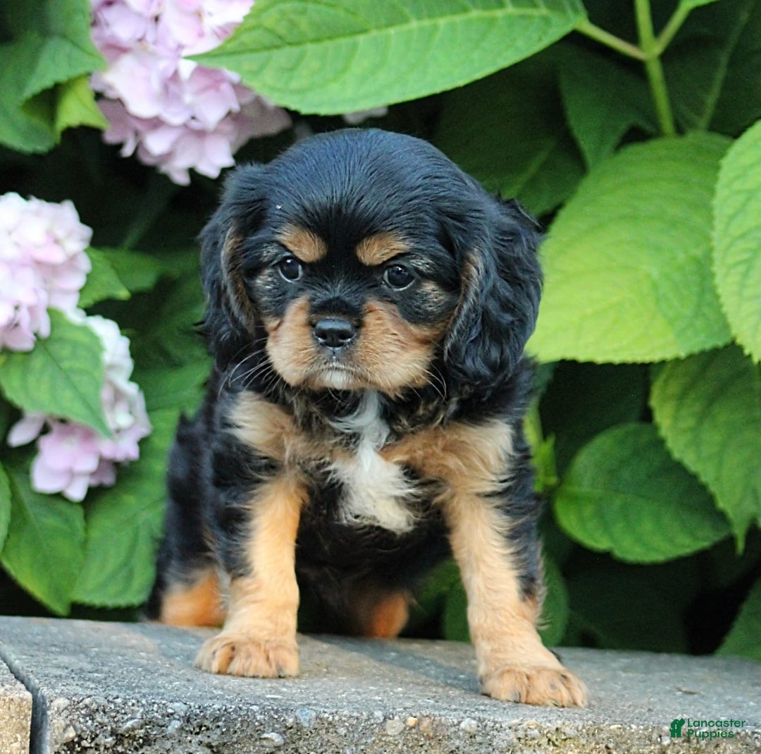 Cavalier King Charles Spaniel dogs for sale: Winston - Image 3