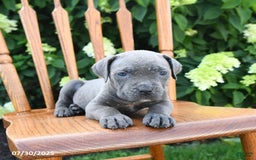 Cane Corso dogs for sale: Smores - Image 1