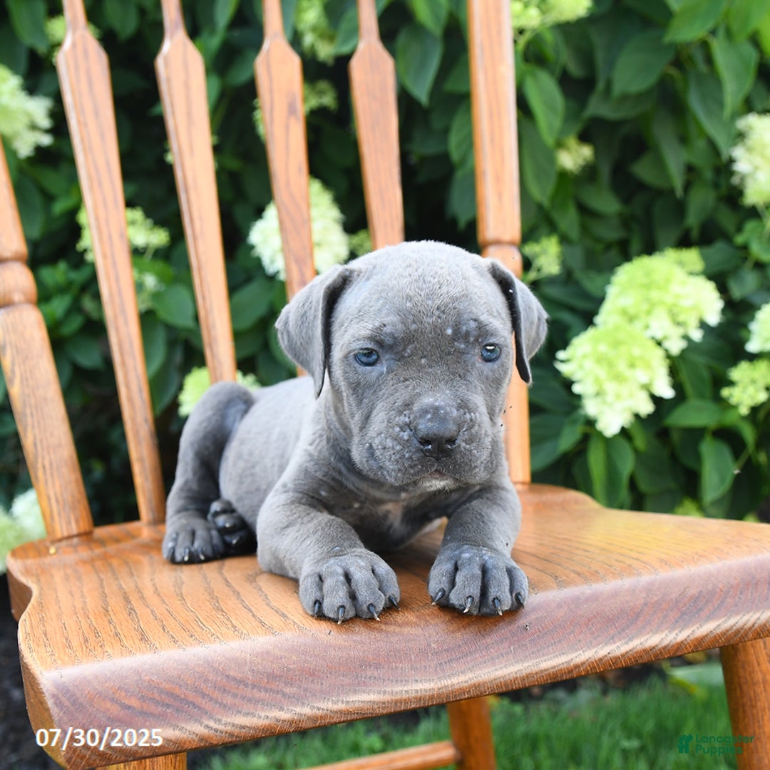 Cane Corso dogs for sale: Smores - Image 1