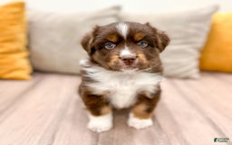 Australian Shepherd dogs for sale: Milo - Image 7