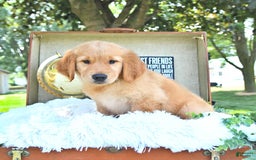 Golden Retriever dogs for sale: Alec - Image 12