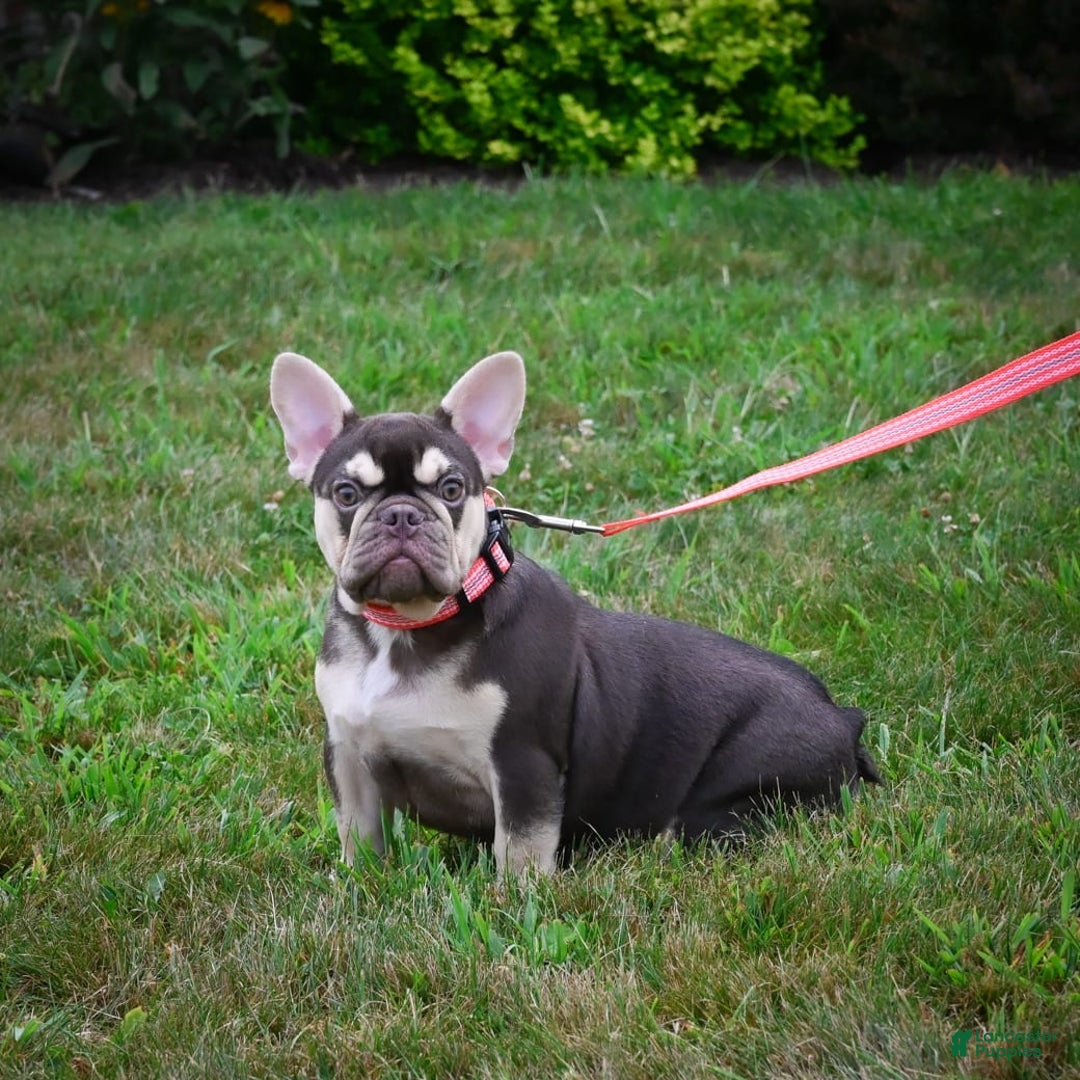 French Bulldog dogs for sale: Brooke - Image 4