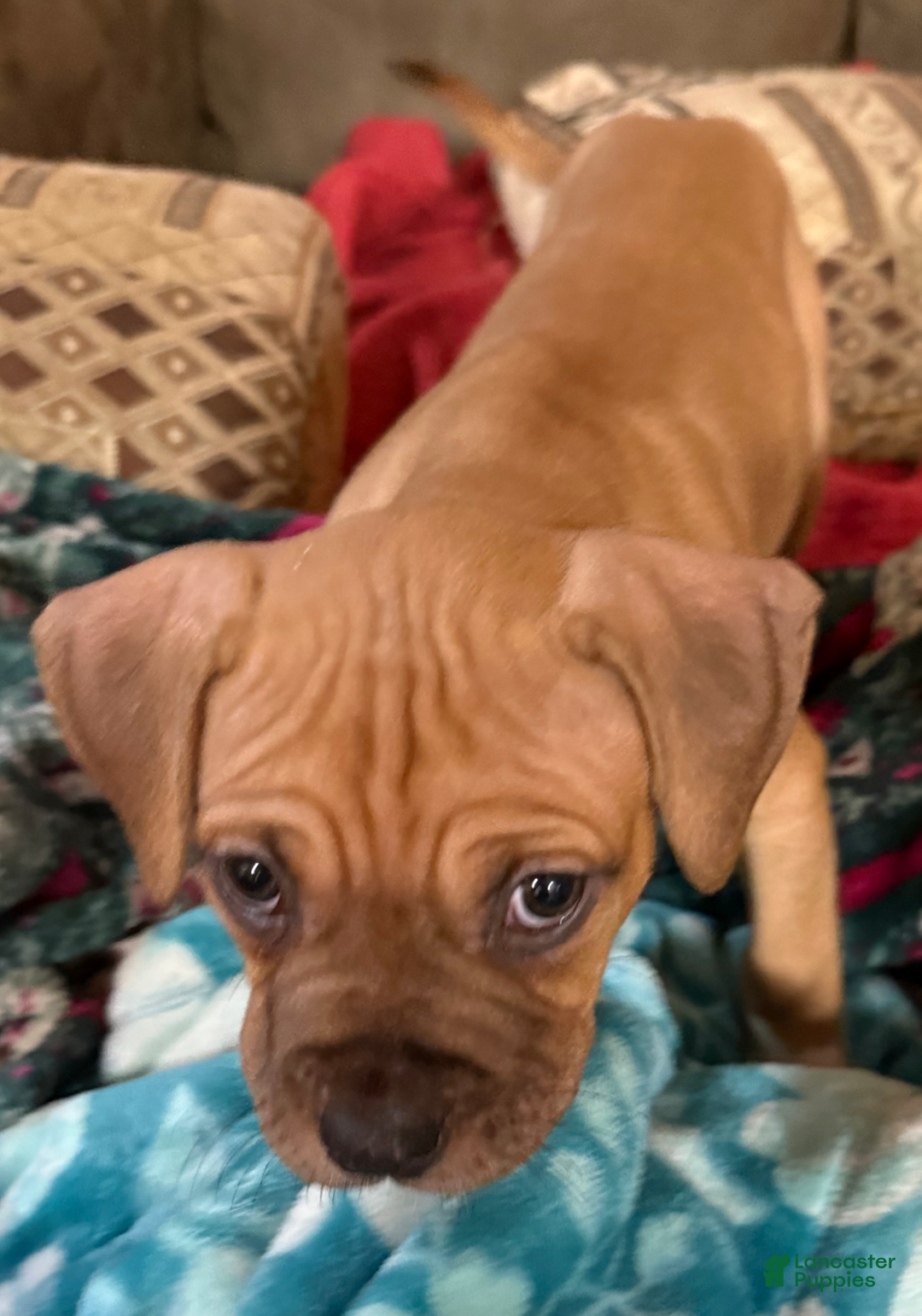 American Pit Bull Terrier dogs for sale: Spice - Image 30