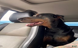 Doberman Pinscher dogs for sale: Male Puppy - Image 7
