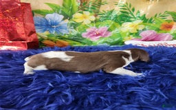 German Shorthaired Pointer dogs for sale: Cheeto - Image 3