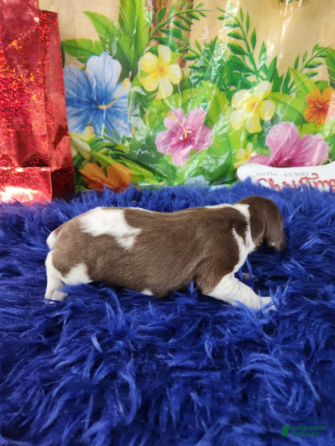 German Shorthaired Pointer dogs for sale: Cheeto - Image 3
