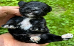 Miniature Schnauzer dogs for sale: Cory - Image 7