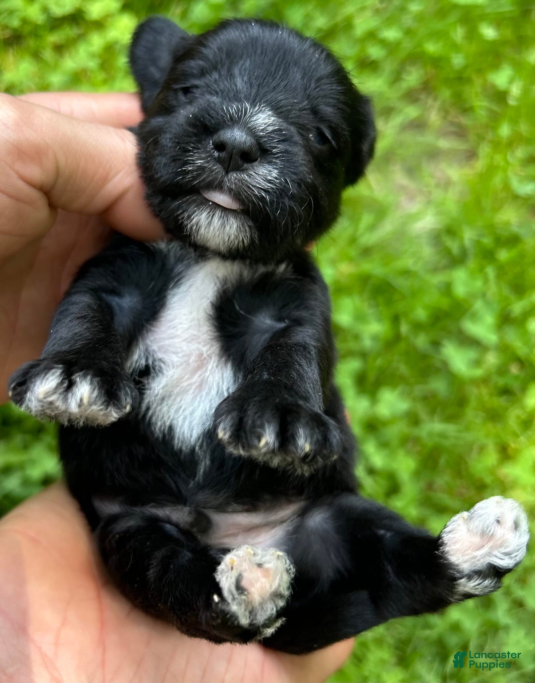 Miniature Schnauzer dogs for sale: Cory - Image 7