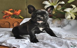 French Bulldog dogs for sale: Coco - Image 2