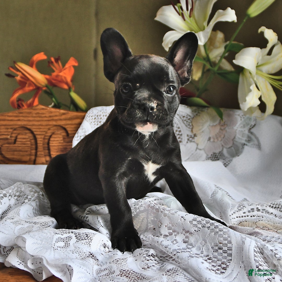 French Bulldog dogs for sale: Coco - Image 2