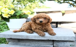 Miniature Poodle dogs for sale: Eddie - Image 5
