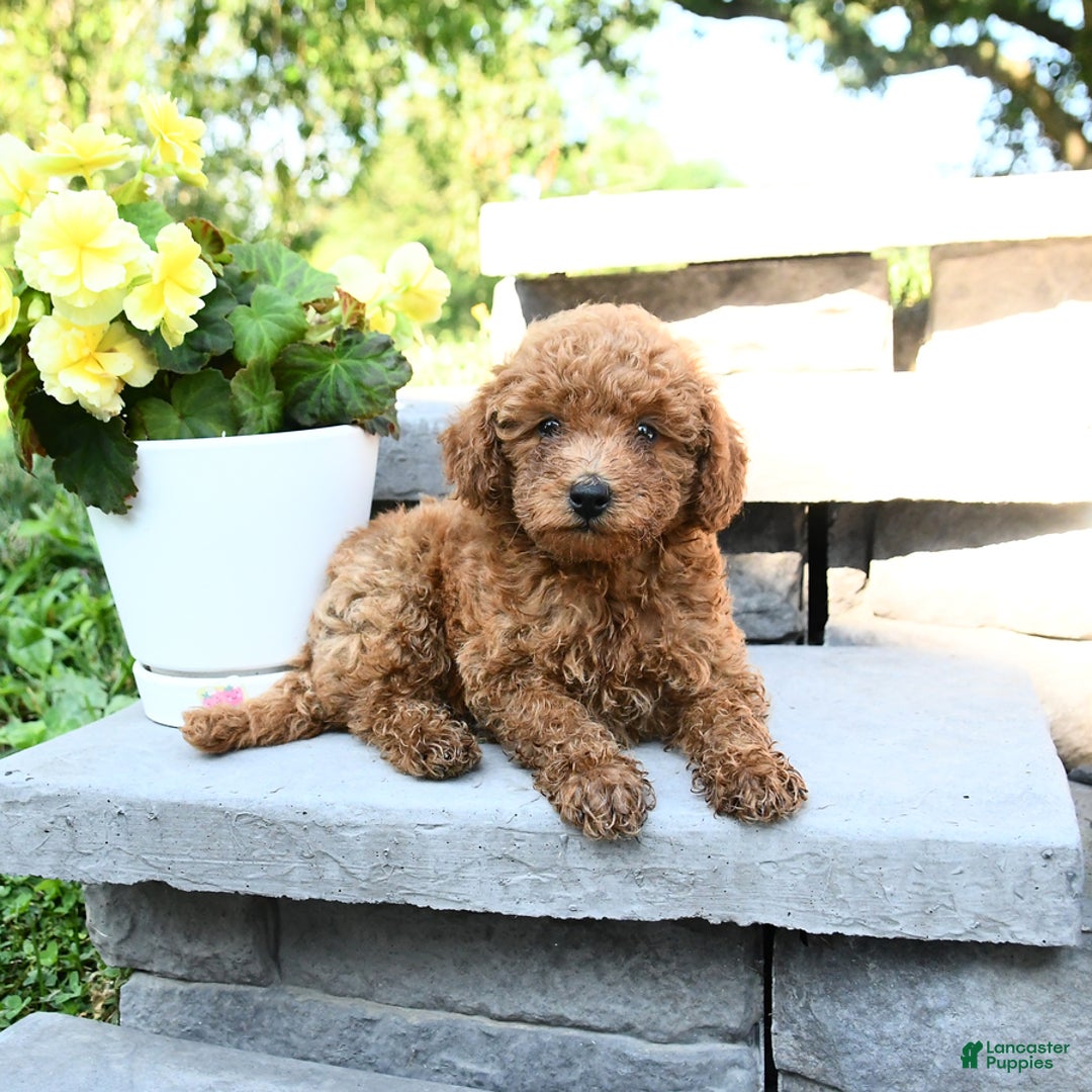Miniature Poodle dogs for sale: Eddie - Image 5