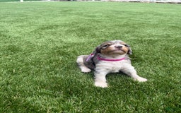 Bernedoodle dogs for sale: 8 - Image 7