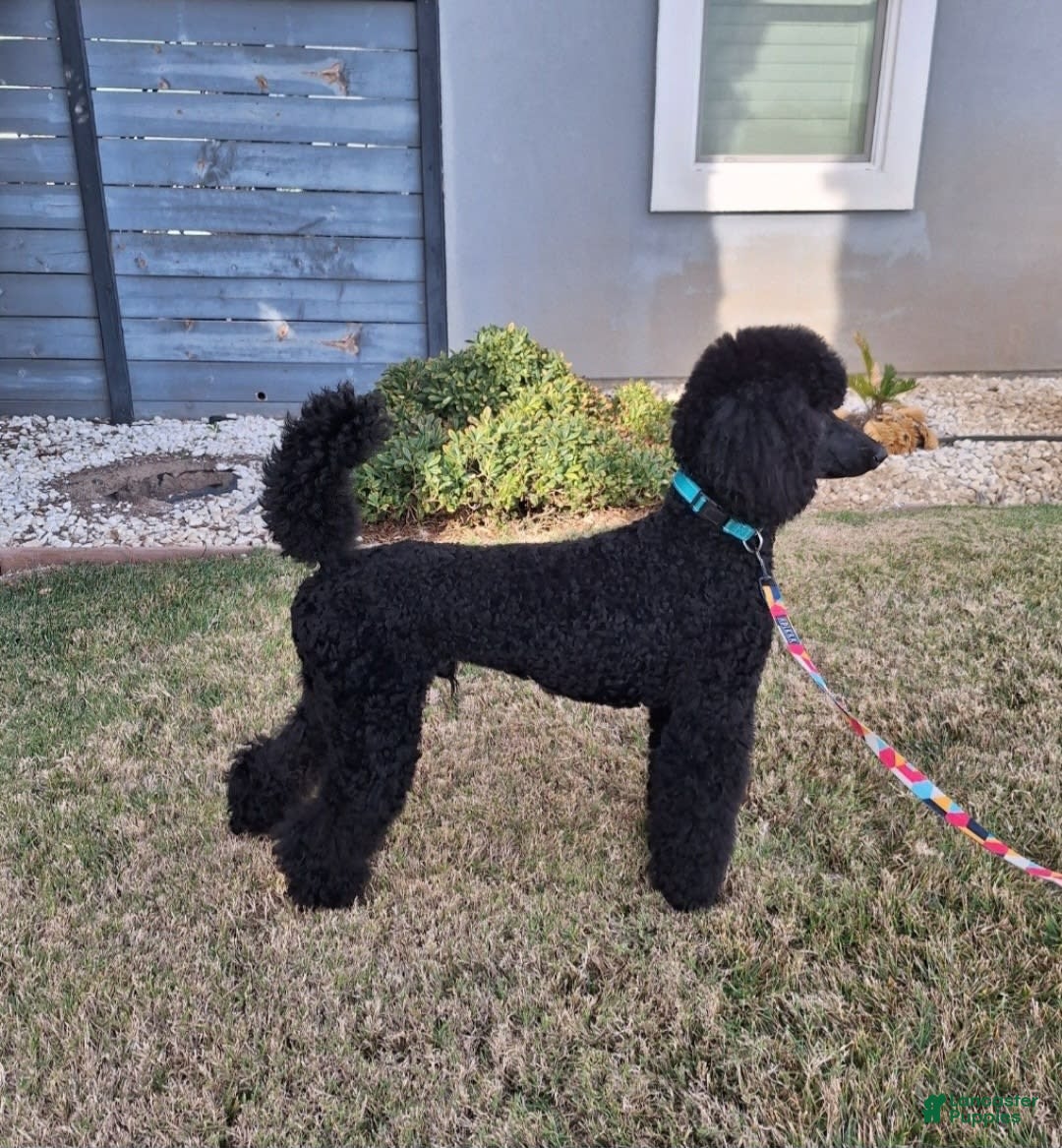 Standard Poodle dogs for sale: Jet Black ⚫️ - Image 7