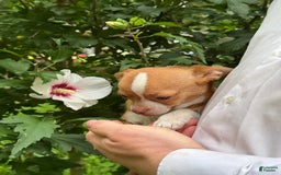 Chihuahua dogs for sale: Chihuahua 2 puppies - Image 20