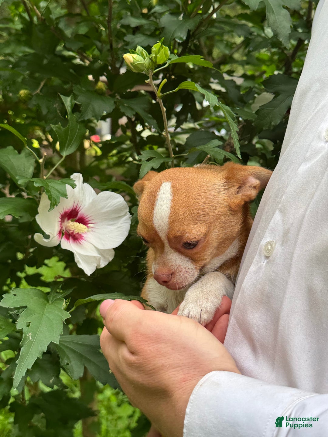 Chihuahua dogs for sale: Chihuahua 2 puppies - Image 20