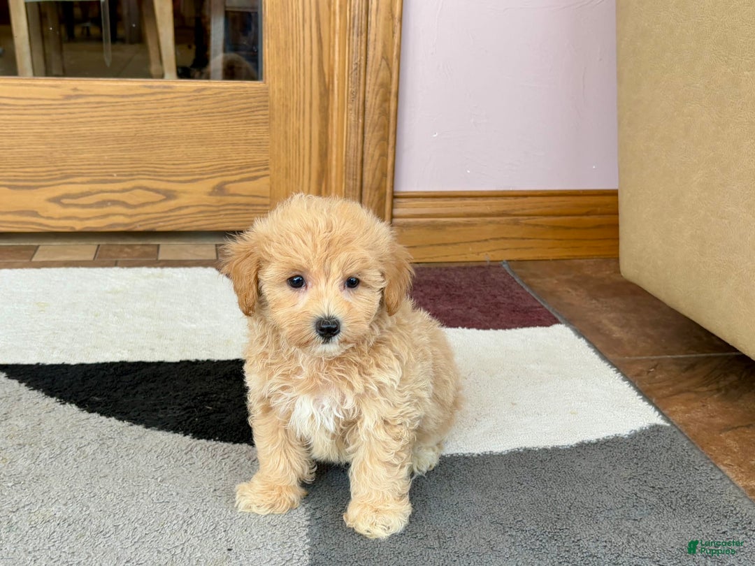 Maltipoo dogs for sale: Wyman - Image 8