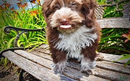 Havapoo dogs for sale: Valor - Image 19