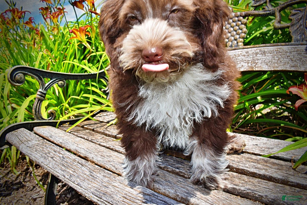 Havapoo dogs for sale: Valor - Image 19