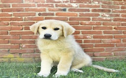 Anatolian Shepherd dogs for sale: Ryder - Image 3