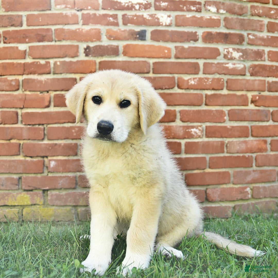 Anatolian Shepherd dogs for sale: Ryder - Image 3