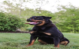 Rottweiler dogs for sale: Heidi - Image 6