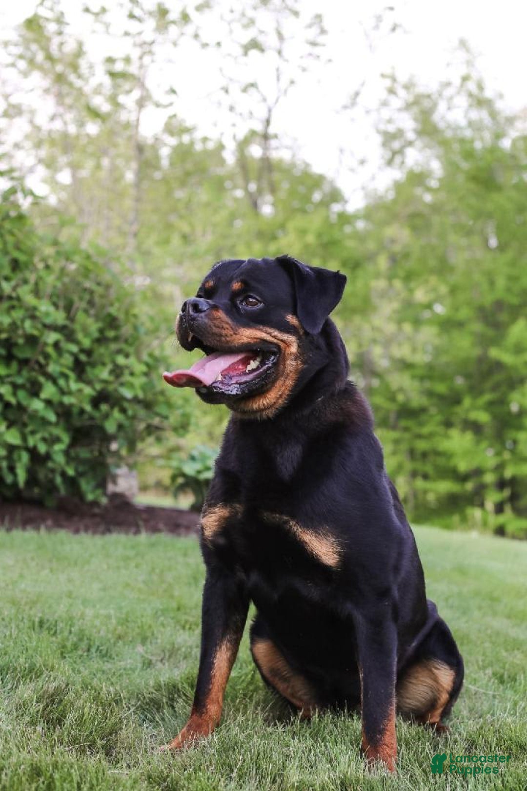 Rottweiler dogs for sale: Heidi - Image 6