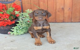 Doberman Pinscher dogs for sale: Diva - Image 1