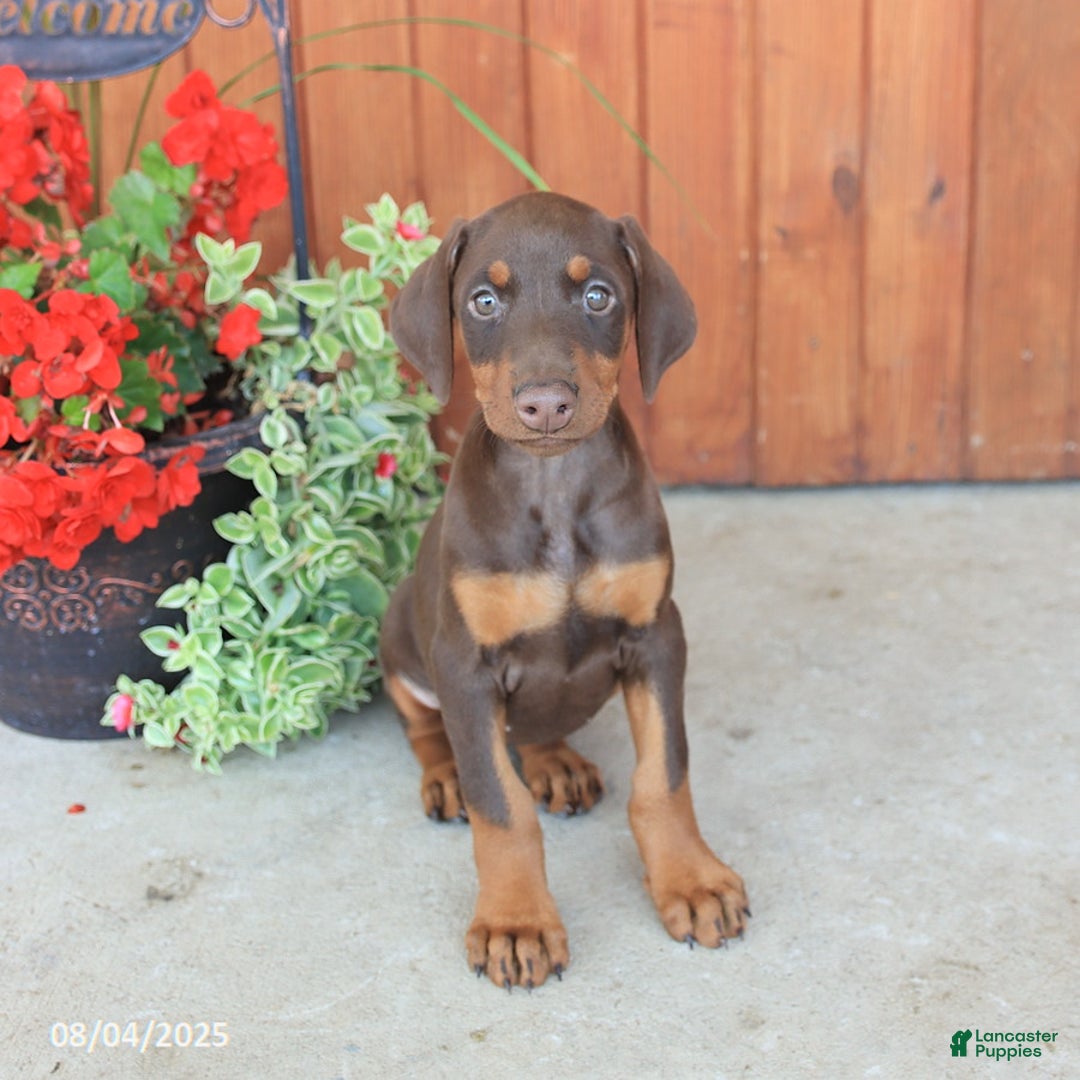 Doberman Pinscher dogs for sale: Diva - Image 1