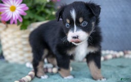 Miniature Australian Shepherd dogs for sale: Petunia - Image 3