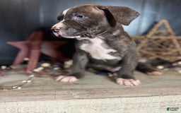 American Bully dogs for sale: Shadow - Image 9