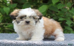 Shih Tzu dogs for sale: Alex - Image 5