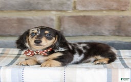 Miniature Dachshund dogs for sale: Ringo - Image 5