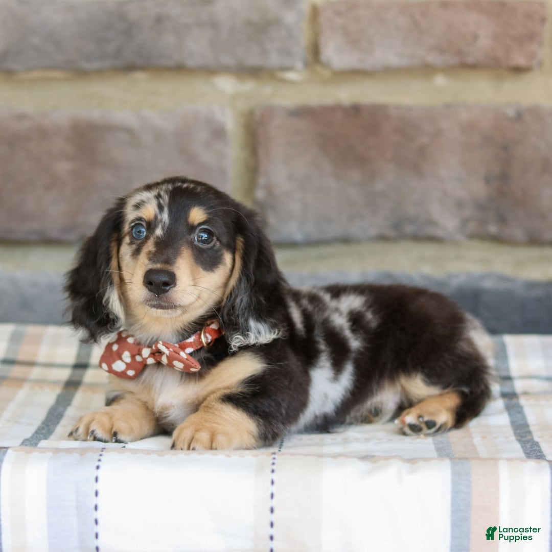 Miniature Dachshund dogs for sale: Ringo - Image 5