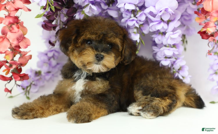 Yorkiepoo dogs - Advert 36
