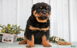 Rottweiler dogs for sale: Denali - Image 3