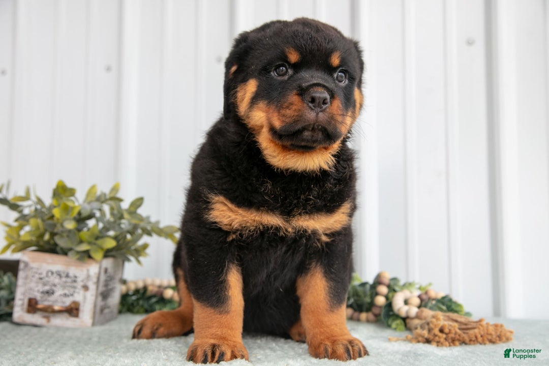 Rottweiler dogs for sale: Denali - Image 3