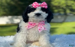 Goldendoodle dogs for sale: Molly - Image 9